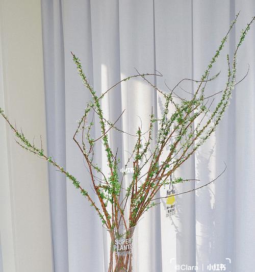 雪柳的花语（传递美好愿景的白色飘落）