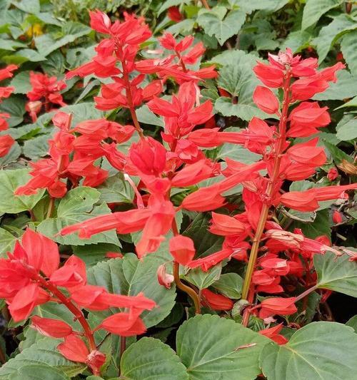 红色花语与寓意（红色花朵的花语）