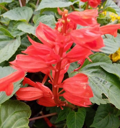 红色花语与寓意（红色花朵的花语）