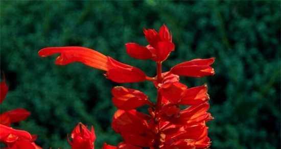 一串红的花语（红色鲜花给你带来的幸福与温馨）