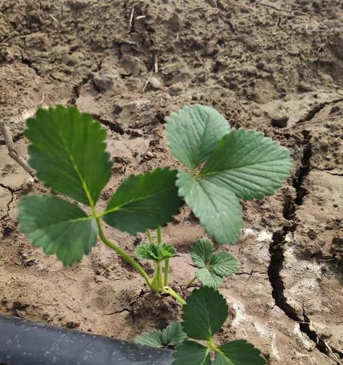 移植苗——绿色生命的希望（探索植物移植技术）