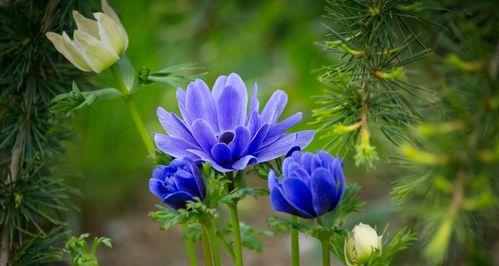 银莲花的花语——纯洁与高尚（探寻银莲花的花语内涵与象征意义）