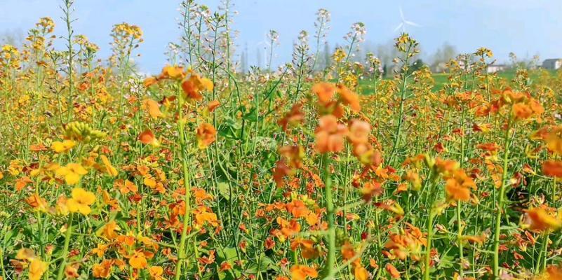 油菜花的花语——春天的信使（美丽花海中的花语之谜）