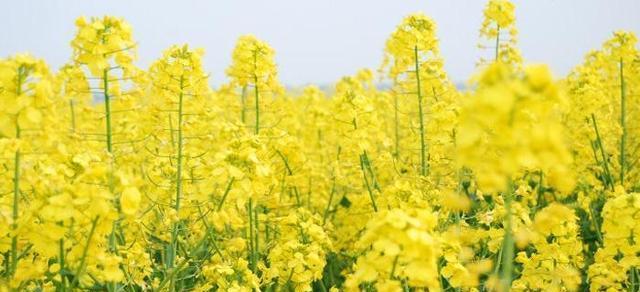油菜花的花语——春天的信使（美丽花海中的花语之谜）