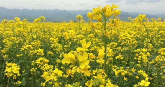 油菜花的花语——春天的信使（美丽花海中的花语之谜）