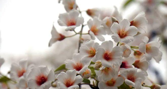 油桐花（油桐花的花语与意义）