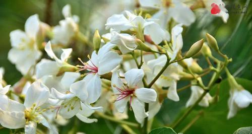 油桐花（油桐花的花语与意义）
