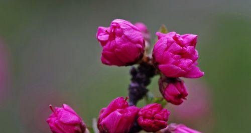以榆叶梅的花语（展现纯洁与希望的美丽花朵）