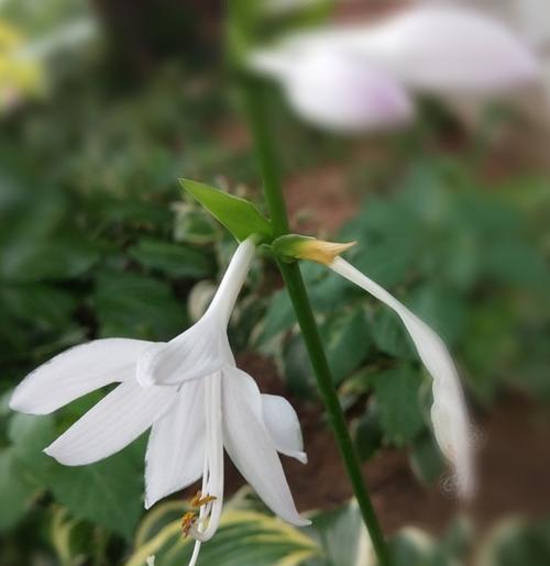 以玉簪花的花语与传说（绽放在岁月中的芬芳之美）