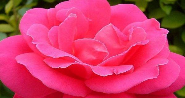 月季花（花开花落）