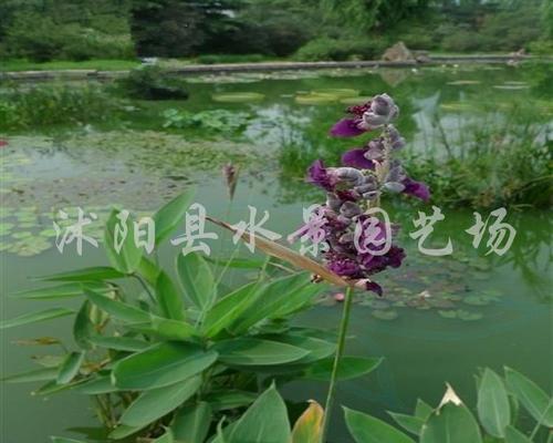 再力花（再力花语及其传承价值）
