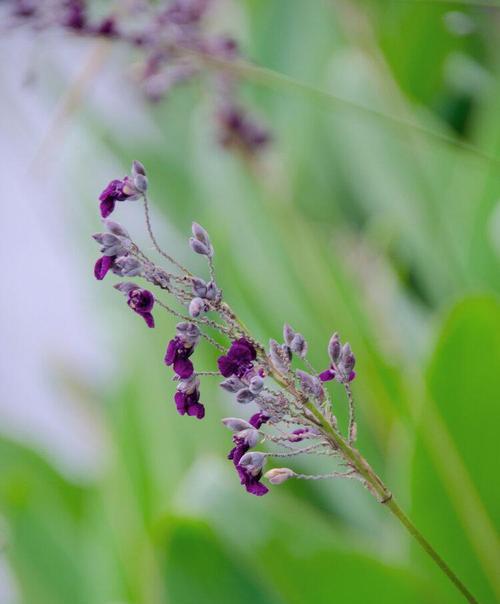 再力花（再力花语及其传承价值）