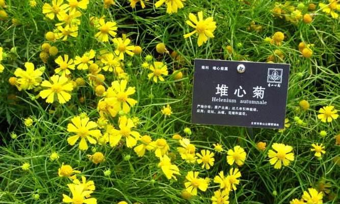 解读“以株高”之谜（探索株高的含义及相关领域的影响）