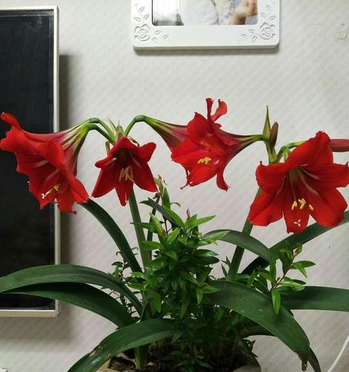 朱顶红的花语与寓意（揭示朱顶红花的真正含义）