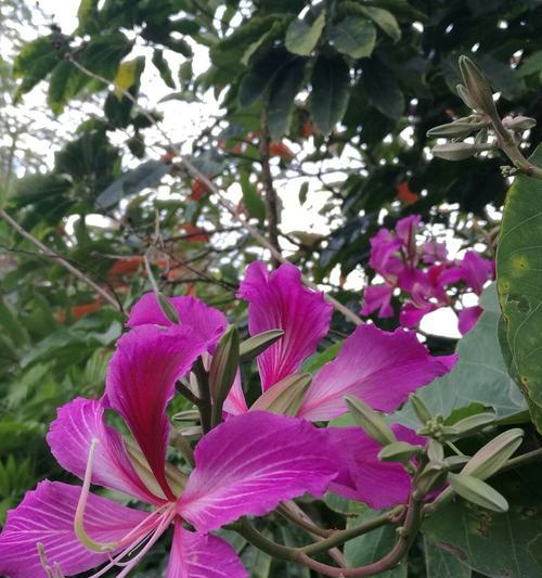 紫荆花的花语及象征意义（探索紫荆花的花语与文化背景）