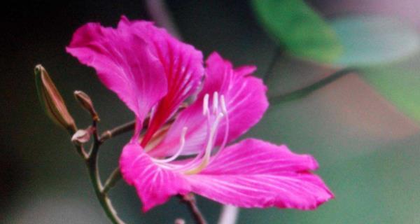 紫荆花的花语及象征意义（探索紫荆花的花语与文化背景）