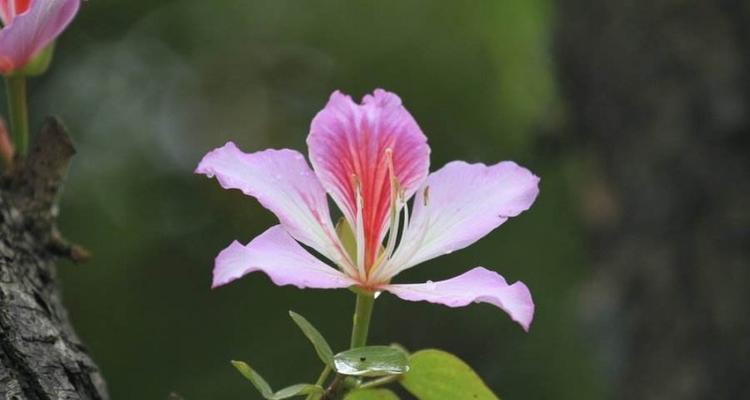 紫荆花的花语及象征意义（探索紫荆花的花语与文化背景）