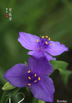 紫露草花语与寓意（探寻紫露草的花语与背后的美好含义）