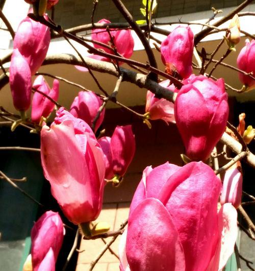 紫玉兰花语-传递深情的花朵（探索紫玉兰花语的含义与象征）