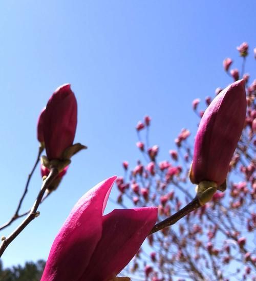 紫玉兰花语-传递深情的花朵（探索紫玉兰花语的含义与象征）