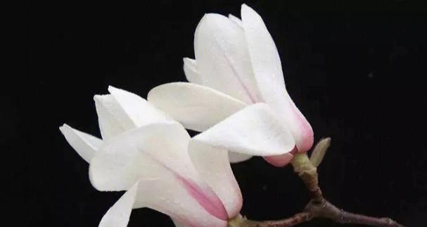 紫玉兰花语-传递深情的花朵（探索紫玉兰花语的含义与象征）
