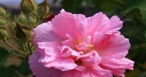 芙蓉花的花语与美丽传承（芙蓉花的花语探秘）