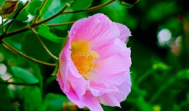 芙蓉花的花语与美丽传承（芙蓉花的花语探秘）