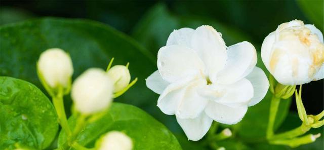 茉莉花语（香气扑鼻）