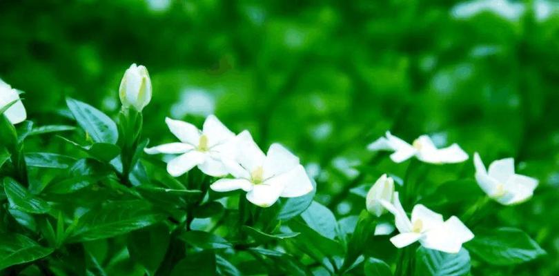 栀子的花语-春天的希望之花（栀子花的美丽和象征意义）