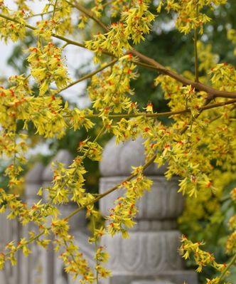栾树花语（探寻栾树花语的深层含义）