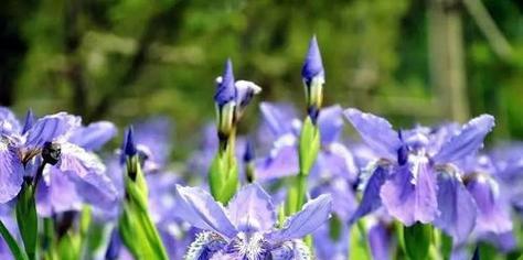鸢尾花的花语和寓意（探索鸢尾花的深层含义及其象征意义）
