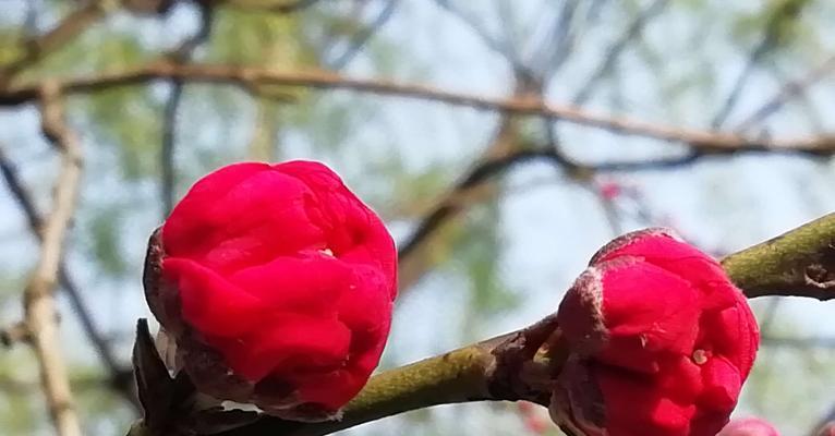 桃花传说与花语（桃花的美丽与神奇）