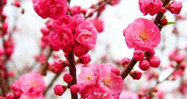 桃花花语（桃花的美丽与深意）