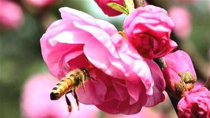 十二生肖中哪个代表桃花（揭秘桃花生肖及其象征意义）