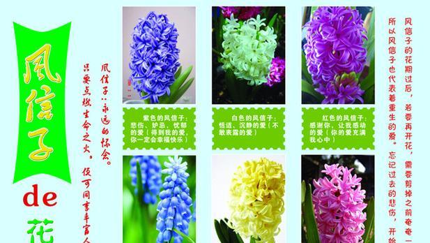 天竺葵花语与代表意义（天竺葵的花语及代表意义揭秘）