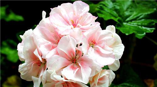 天竺葵花语与代表意义（天竺葵的花语及代表意义揭秘）