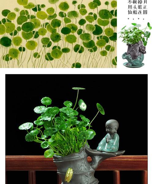 铜钱草（揭示铜钱草的寓意和生长特性）