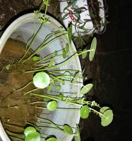 铜钱草（揭示铜钱草的寓意和生长特性）