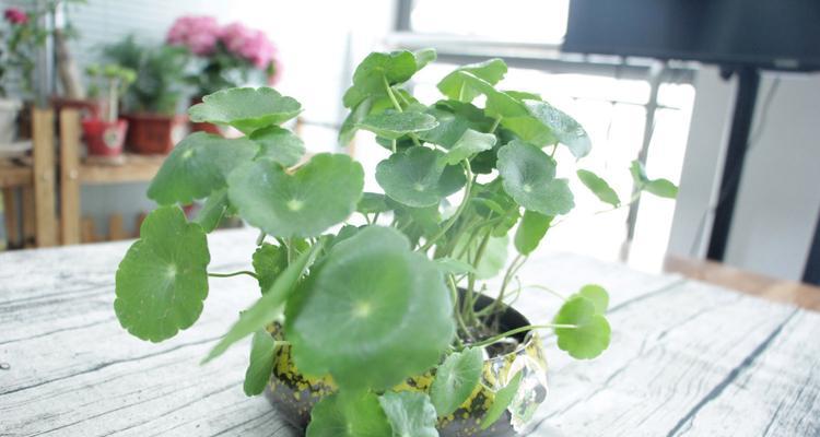 铜钱草（揭示铜钱草的寓意和生长特性）