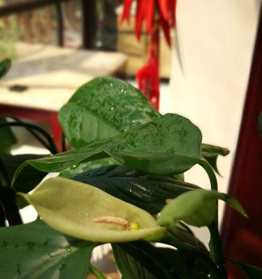 万年青开花的意义及好处（揭示万年青开花的象征与功效）