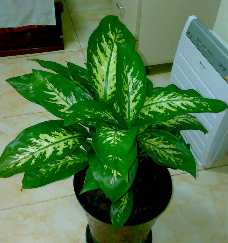 万年青开花预示的意义（揭秘万年青开花的神秘象征）