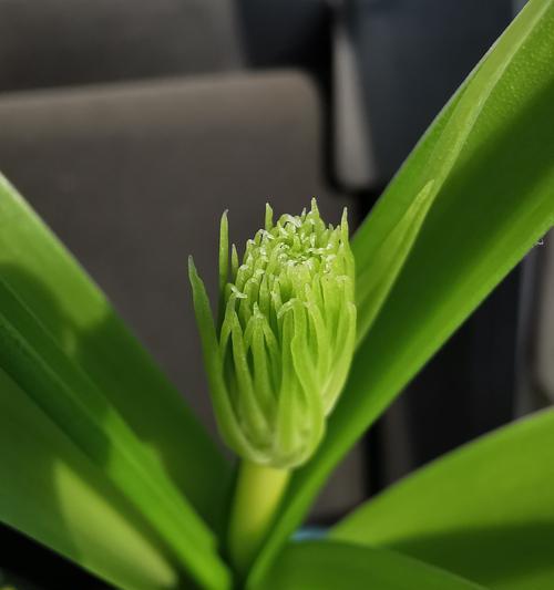 万年青开花的预兆与吉祥象征（揭秘万年青花开的奇迹）