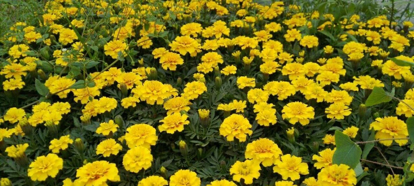 万寿菊（传说故事点缀万寿菊的花语）