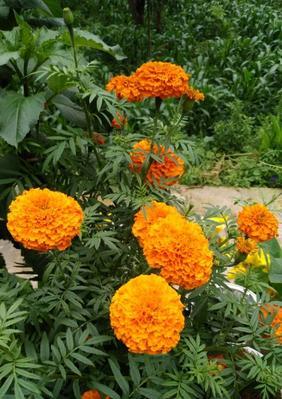 万寿菊之花语与传说（祝福长寿的花朵与千年传奇）