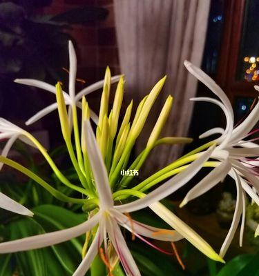 文殊兰的花语与代表意义（探寻文殊兰花的象征与意义）