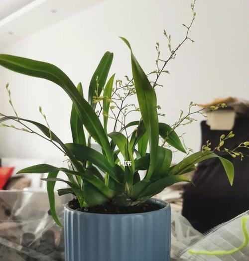 探秘以文心兰的花语及意义（传递着爱与美的花朵——以文心兰）