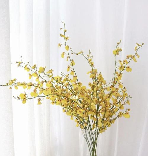 探秘以文心兰的花语及意义（传递着爱与美的花朵——以文心兰）