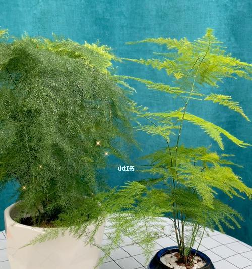 文竹的寓意与象征（探寻文竹的美丽与深意）