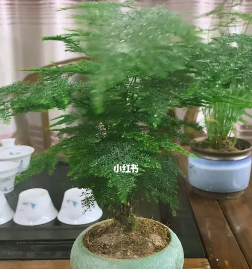 文竹的寓意与象征（探寻文竹的美丽与深意）