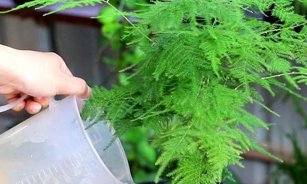 文竹——古朴雅致的生命之花（探寻文竹之名与花语的深意）